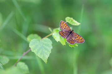 Beautiful butterfly - Melitaea athalia, Heath fritillary