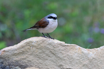 Red-backed shrike adult male