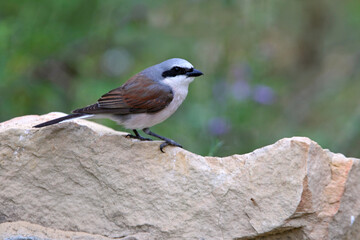 Red-backed shrike male with the first light of dawn
