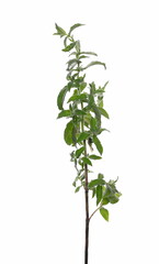 Mint plant, stalk with leaves isolated on white background, clipping path