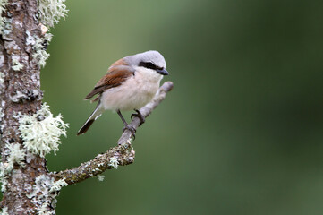 Red-backed shrike male with the first light of dawn