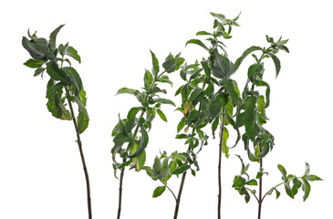 Mint plant, stalk with leaves isolated on white background, clipping path