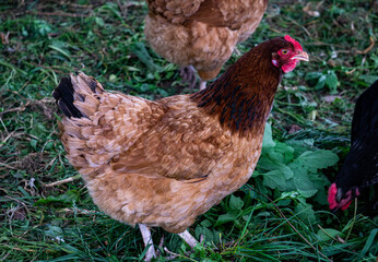 A motley brown hen walks in a fence on a farm in the countryside.