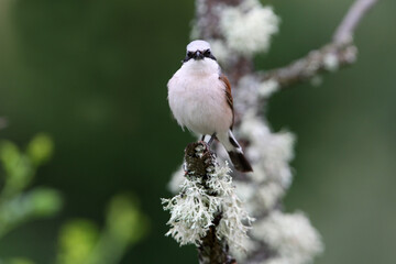 Red-backed shrike adult male