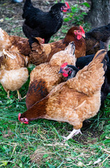 Multi-colored hens peck grain in the grass on a farm in the countryside.