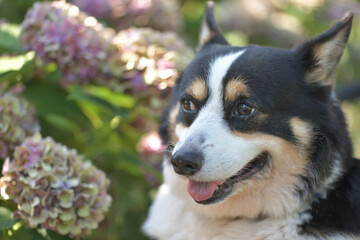 Beautiful Japanese flowers such as bridal bouquets and flower arrangements, hydrangea and Black corgi in a cart with turf background