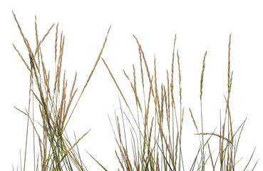 Dry grass with seeds isolated on white background, clipping path