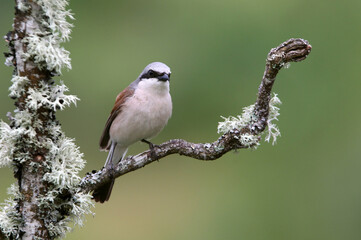 Red-backed shrike male with the first light of dawn