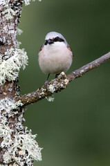 Red-backed shrike adult male