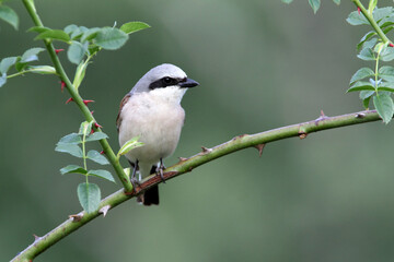 Red-backed shrike male with the first light of dawn