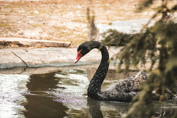Fototapeta premium Schwarzer Schwan