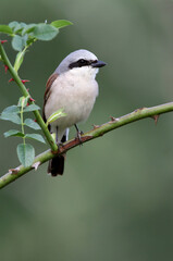 Red-backed shrike male with the first light of dawn