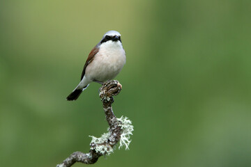 Obraz premium Red-backed shrike adult male