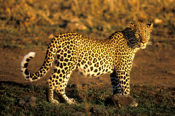 African Leopard in Savannah, beautiful evening sunlight.