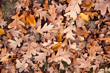Fallen oak leaves on ground. Season change concept. Autumn mood.