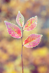 Red leaves on tree branch, soft selective focus. Mid autumn.