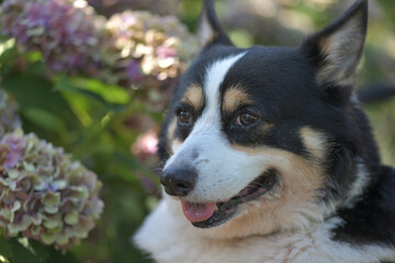 Beautiful Japanese flowers such as bridal bouquets and flower arrangements, hydrangea and Black corgi in a cart with turf background