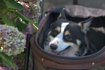 Beautiful Japanese flowers such as bridal bouquets and flower arrangements, hydrangea and Black corgi in a cart with turf background