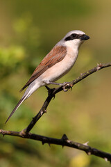Red-backed shrike male with the first light of dawn