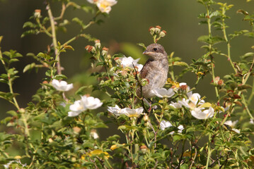 Red-backed shrike with the first light of day