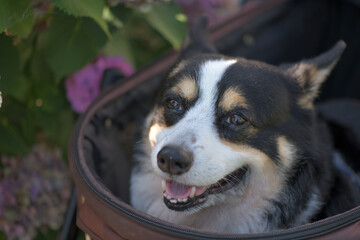 Beautiful Japanese flowers such as bridal bouquets and flower arrangements, hydrangea and Black corgi in a cart with turf background