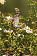 Red-backed shrike with the first light of day