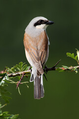 Red-backed shrike male with the first light of dawn