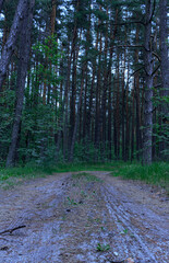 Country road in soft wood forest