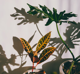 Fototapeta na wymiar close-up of monstera and croton plants indoor with harsh sunlight creating shadows on the wall