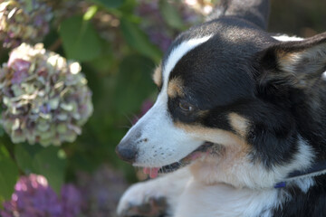 Beautiful Japanese flowers such as bridal bouquets and flower arrangements, hydrangea and Black corgi in a cart with turf background