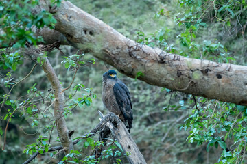 Crested Serpent Eagle or Spilornis cheela perched on branch in natural green background during winter migration in jungle safari at central india forest