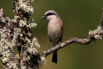 Red-backed shrike male with the first light of dawn