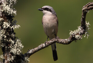 Red-backed shrike adult male