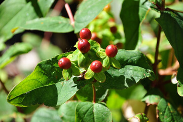 Red Berries on a Branch
