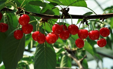 枝いっぱいのさくらんぼ