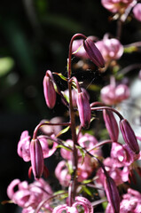 Pink Flowers on Black