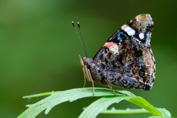 Red Admiral butterfly sitting on a plant, closeup. Near the forest. Blurred background. Genus species Vanessa atalanta.