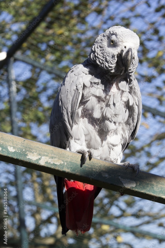 Wall mural vertical shot of a grey african parrot on the wooden surface