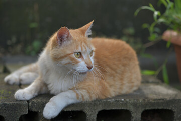 Half a brown tabby cat who lives freely as a stray cat