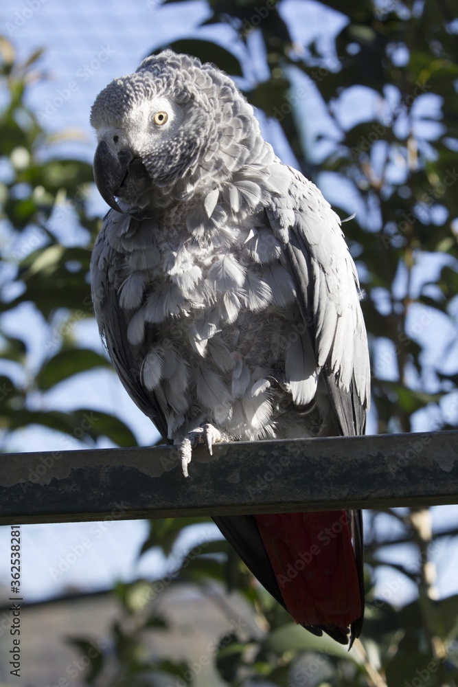 Poster Vertical shot of a grey African parrot on a wooden surface