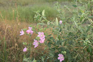 The flower bell is wild-growing pink. A beautiful beautiful flower on the screen saver. Meadow on a sunny, summer day.