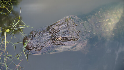 Alligator in the Swamp