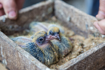 Pigeon chick in loving the human hands. © галина шарапова