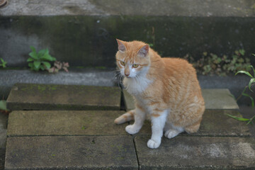 Half a brown tabby cat who lives freely as a stray cat