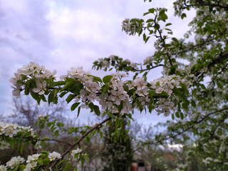 Pear tree's branch and the blue sky