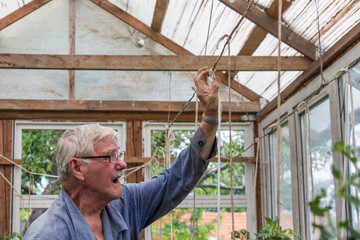 Senior Adult Man Working In The Vegetable Garden Tie Up The Tomato Plants