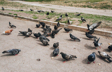 Fototapeta premium A flock of hungry pigeons on the street, on the asphalt eat different food and pieces of bread. Feeding the birds. Photography, concept.
