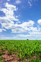 Fototapeta na wymiar corn field with blue sky