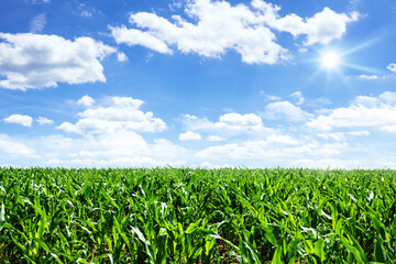 corn field with blue sky