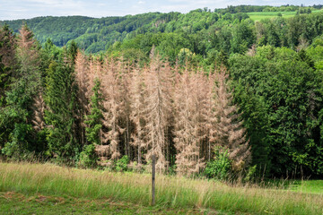 Fototapeta na wymiar forest dieback in south Germany